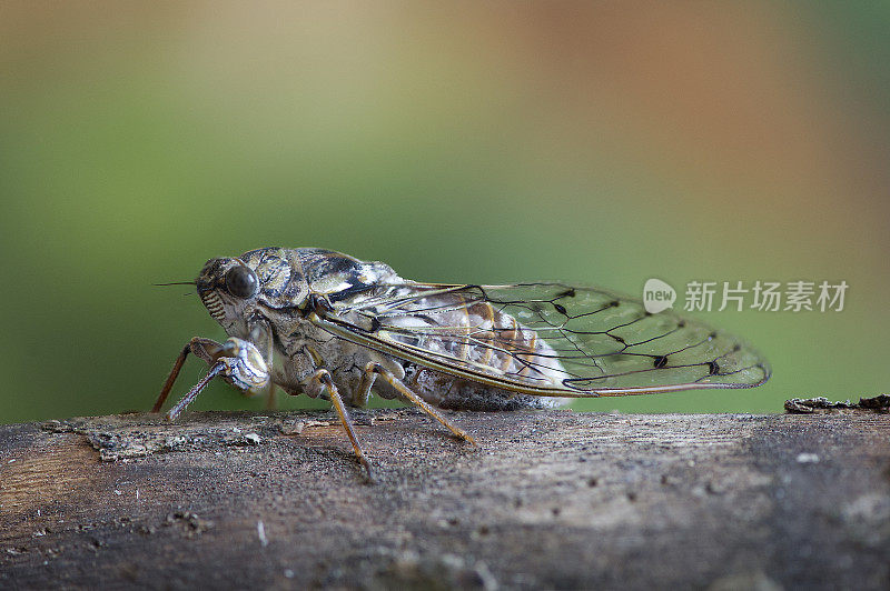 蝉(普通Lyristes plebejus)